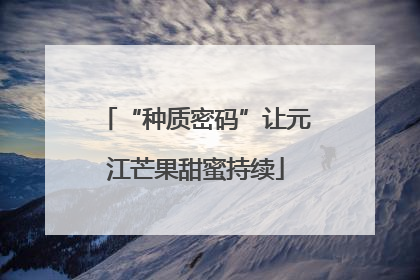 “种质密码”让元江芒果甜蜜持续