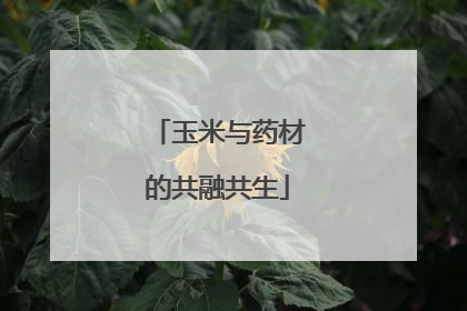玉米与药材的共融共生