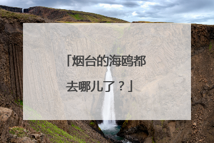 烟台的海鸥都去哪儿了？