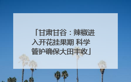 甘肃甘谷：辣椒进入开花挂果期 科学管护确保大田丰收