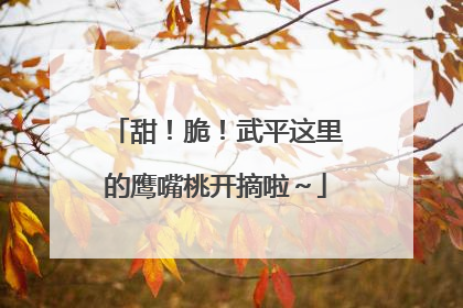 甜！脆！武平这里的鹰嘴桃开摘啦～