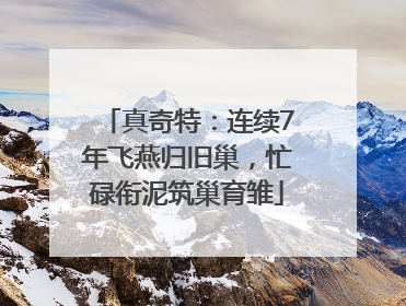 真奇特：连续7年飞燕归旧巢，忙碌衔泥筑巢育雏