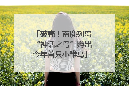 破壳！南麂列岛“神话之鸟”孵出今年首只小雏鸟
