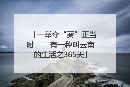 一举夺“葵”正当时——有一种叫云南的生活之365天
