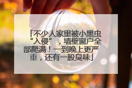 不少人家里被小黑虫“入侵”，墙壁窗户全部爬满！一到晚上更严重，还有一股臭味
