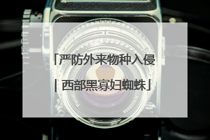 严防外来物种入侵｜西部黑寡妇蜘蛛