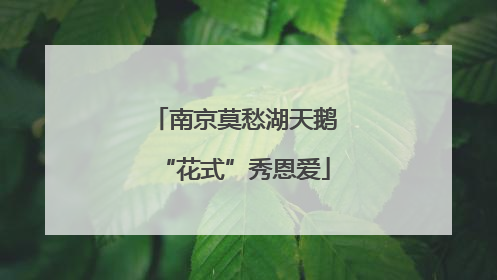 南京莫愁湖天鹅“花式”秀恩爱