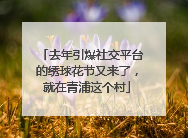 去年引爆社交平台的绣球花节又来了，就在青浦这个村