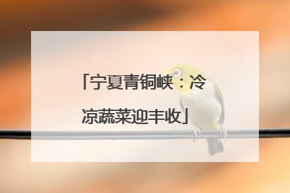 宁夏青铜峡：冷凉蔬菜迎丰收