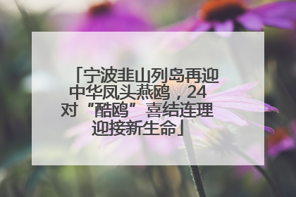 宁波韭山列岛再迎中华凤头燕鸥，24对“酷鸥”喜结连理迎接新生命
