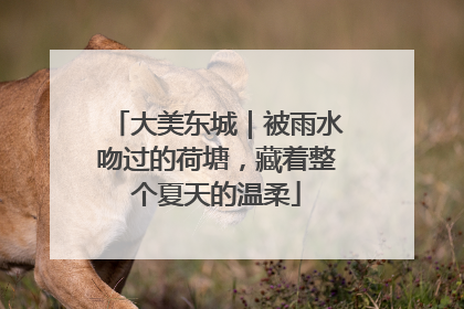 大美东城｜被雨水吻过的荷塘，藏着整个夏天的温柔