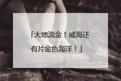大地流金！威海还有片金色海洋！