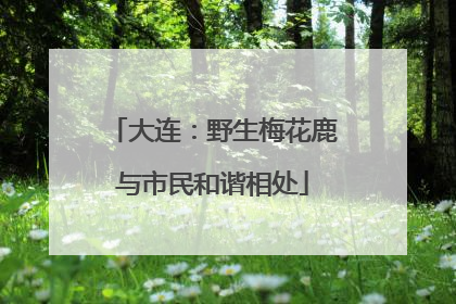 大连：野生梅花鹿与市民和谐相处