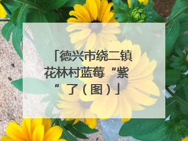 德兴市绕二镇花林村蓝莓“紫”了（图）