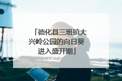 德化县三班镇大兴岭公园的向日葵进入盛开期