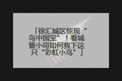 徐汇城区惊现“鸟中国宝”！看城管小哥如何救下这只“彩虹小鸟”