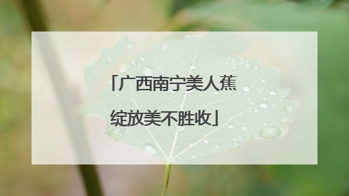 广西南宁美人蕉绽放美不胜收
