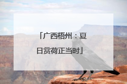 广西梧州：夏日赏荷正当时