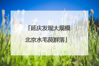 延庆发现大规模北京水毛茛群落