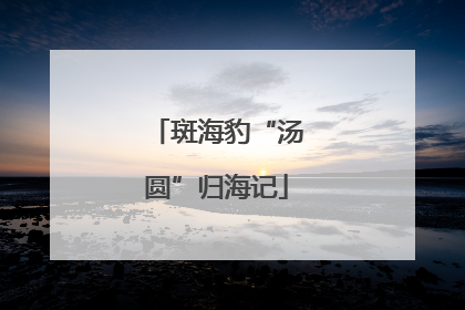 斑海豹“汤圆”归海记