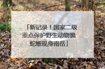 新记录！国家二级重点保护野生动物脆蛇蜥现身南岳