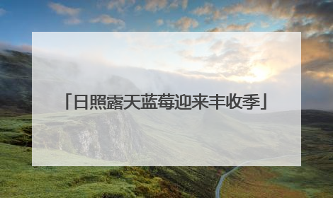 日照露天蓝莓迎来丰收季