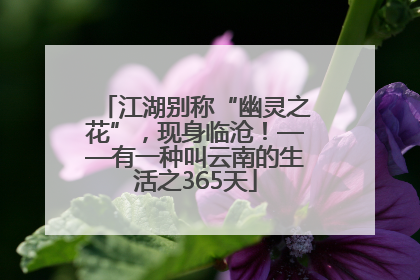 江湖别称“幽灵之花”，现身临沧！——有一种叫云南的生活之365天