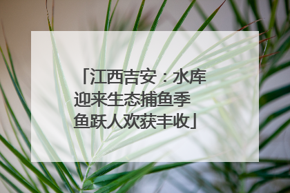 江西吉安：水库迎来生态捕鱼季 鱼跃人欢获丰收