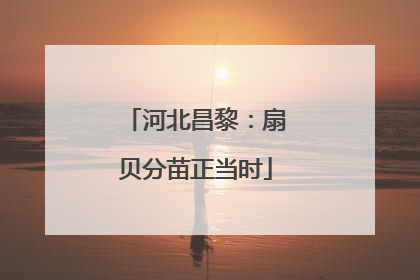 河北昌黎：扇贝分苗正当时