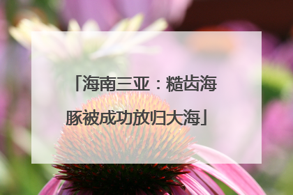 海南三亚：糙齿海豚被成功放归大海