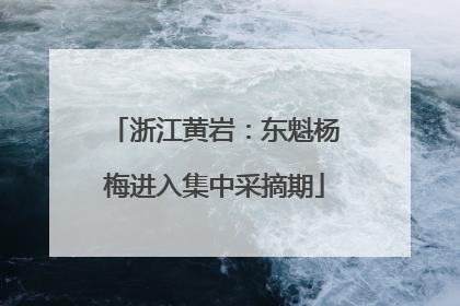 浙江黄岩：东魁杨梅进入集中采摘期