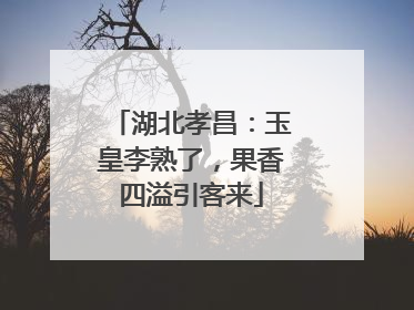 湖北孝昌：玉皇李熟了，果香四溢引客来