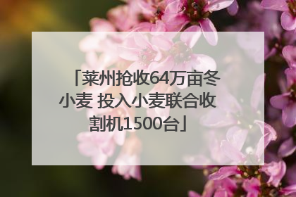 莱州抢收64万亩冬小麦 投入小麦联合收割机1500台