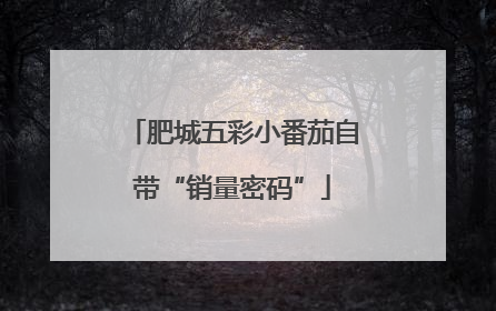 肥城五彩小番茄自带“销量密码”