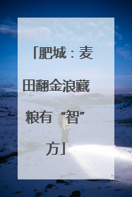 肥城：麦田翻金浪藏粮有“智”方
