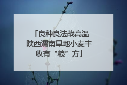 良种良法战高温 陕西渭南旱地小麦丰收有“粮”方