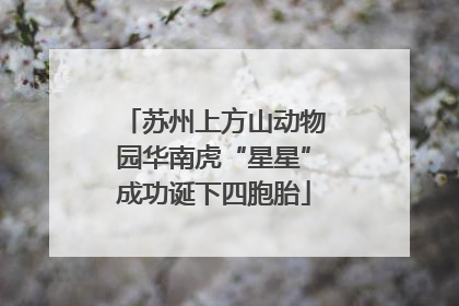 苏州上方山动物园华南虎“星星”成功诞下四胞胎