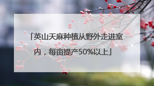 英山天麻种植从野外走进室内，每亩提产50%以上