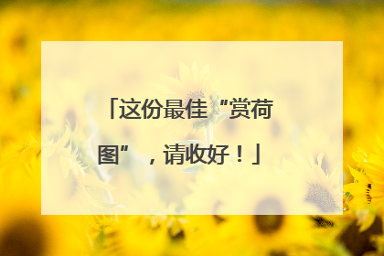 这份最佳“赏荷图”，请收好！