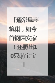 通常悬崖筑巢，如今首钢园安家！还孵出10只萌宝宝
