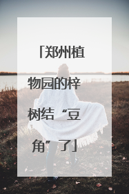 郑州植物园的梓树结“豆角”了