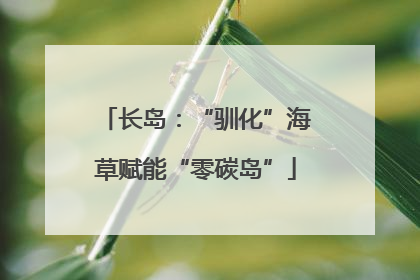 长岛：“驯化”海草赋能“零碳岛”