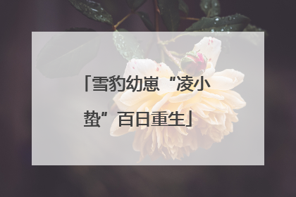 雪豹幼崽“凌小蛰”百日重生