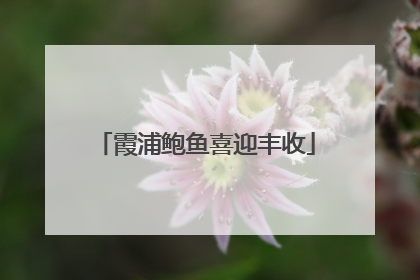 霞浦鲍鱼喜迎丰收
